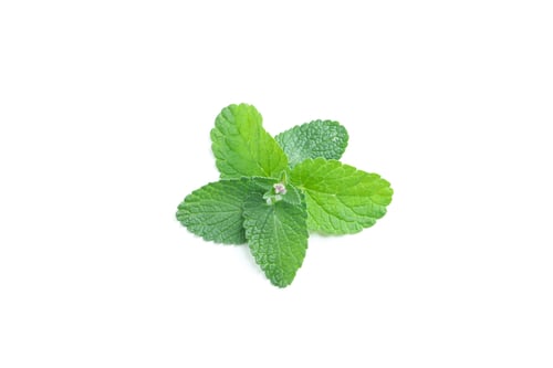 Preview: Concept of aromatherapy, mint isolated on white background