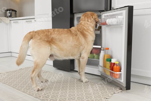 Preview: Cute Labrador Retriever seeking for food in kitchen refrigerator