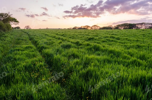 Preview: Rural landscape with view across fields of crops near Slapton, Devon at sunset.