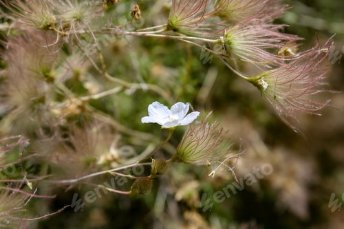 Preview: Beautiful Apache plume (Fallugia paradoxa) under the sunlight