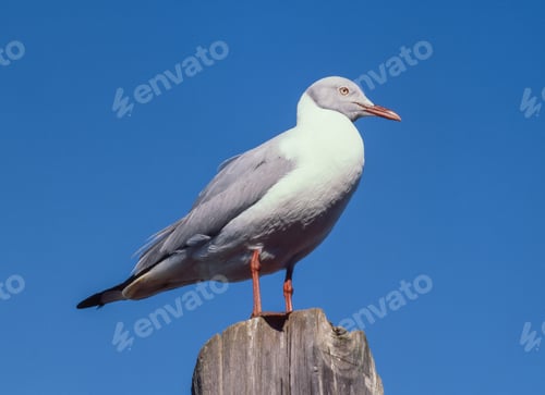 Preview: The Grey-Headed Gull