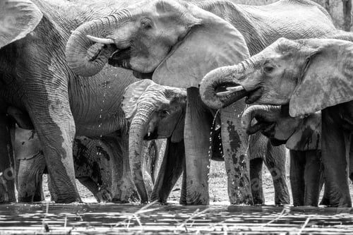 Preview: Drinking herd of Elephants in black and white.