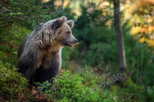Preview: Brown bear in autumn forest