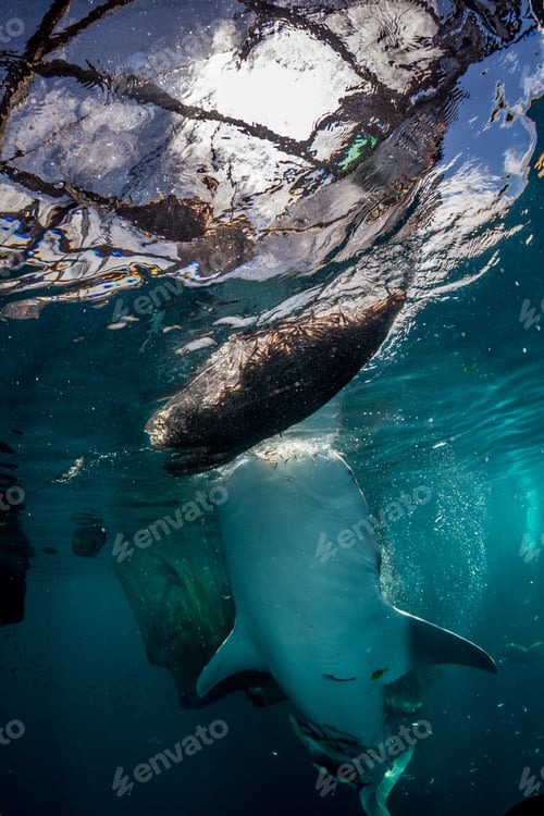 Preview: whale shark underwater