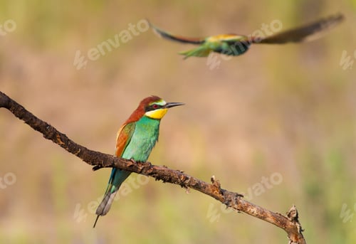 Preview: The bird sits on a beautiful branch. A second bird is seen flying in the background