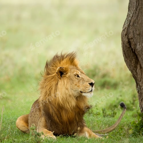 Preview: Lion lying down in the grass in the Serengeti reserve