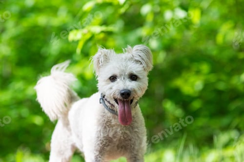 Preview: cute little pumi dog enjoying the outdoors