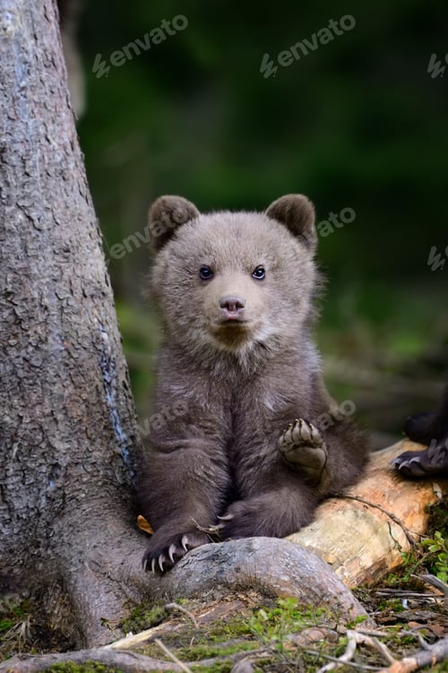 Preview: Young brown bear in the forest