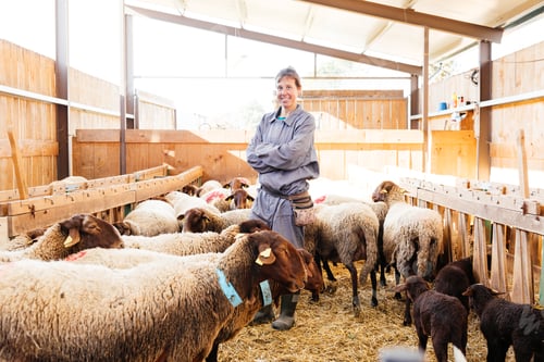 Preview: Smiling woman standing among herd of sheep in a barn