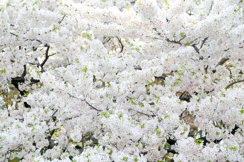 Preview: Cherry blossom season in Tokyo Japan