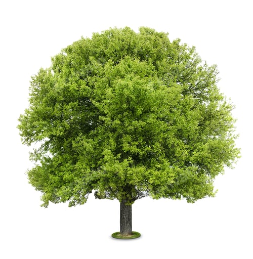 Preview: Tree