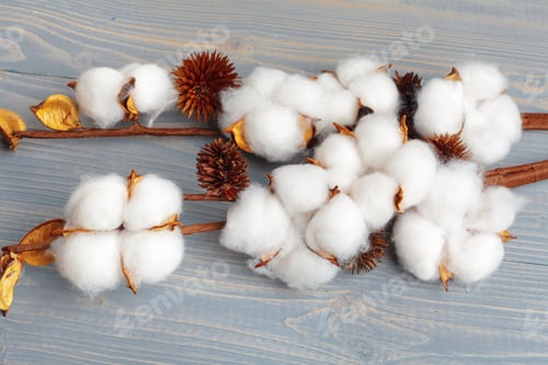 Preview: Branch with cotton flowers on wooden background