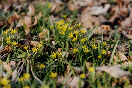 Preview: Yellow star of Bethlehem (Gagea lutea) early spring flower