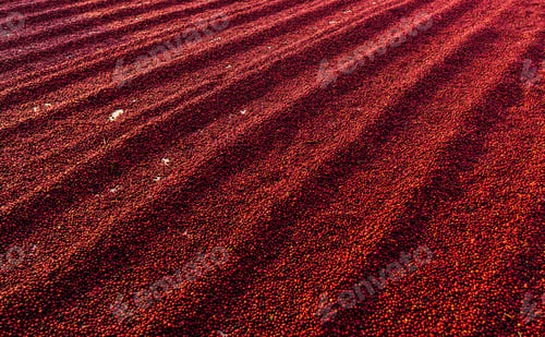 Preview: Coffee beans drying in the sun. Coffee plantations at coffee farm