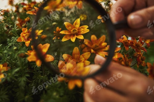 Preview: Shop assistant looking at flowers with loupe