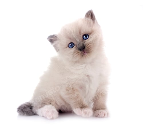 Preview: kitten birman cat in studio
