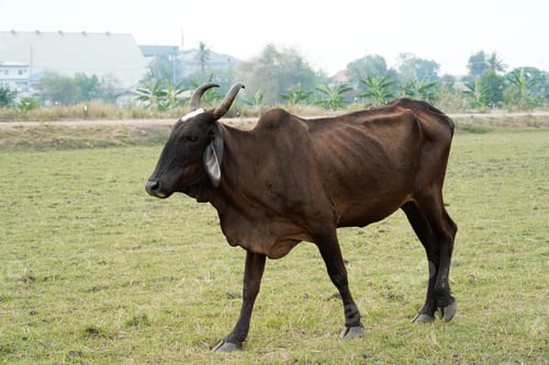 Preview: Cow in the green grass