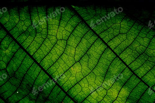 Preview: Leaf texture