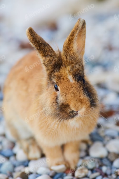 Preview: Spotted brown and white bunny on the white stones. Rabbit on white pebbles.