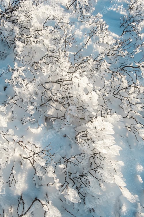 Preview: abstract winter iced plants snow background