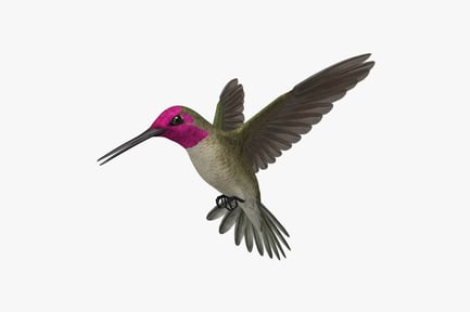 Visualização: O beija-flor de Anna - Calypte Anna - Pairando