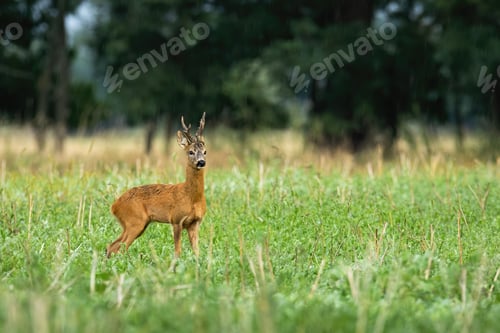 Preview: Big roe deer buck standing on agricultural field in summer with copy space