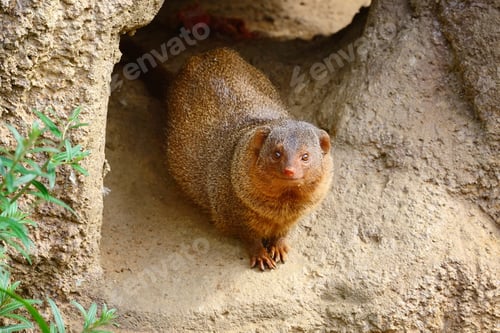 Preview: Common dwarf mongoose (Helogale parvula) sits near the burrow