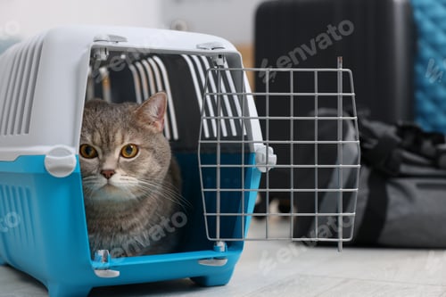 Preview: Travel with pet. Cute cat in carrier indoors