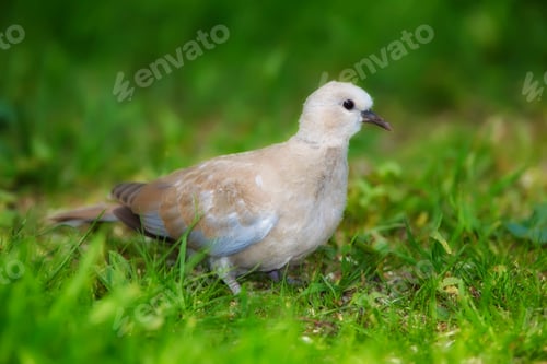 Preview: Lovely turtle dove - elegant and beautiful. Shot of turtle dove in nature.