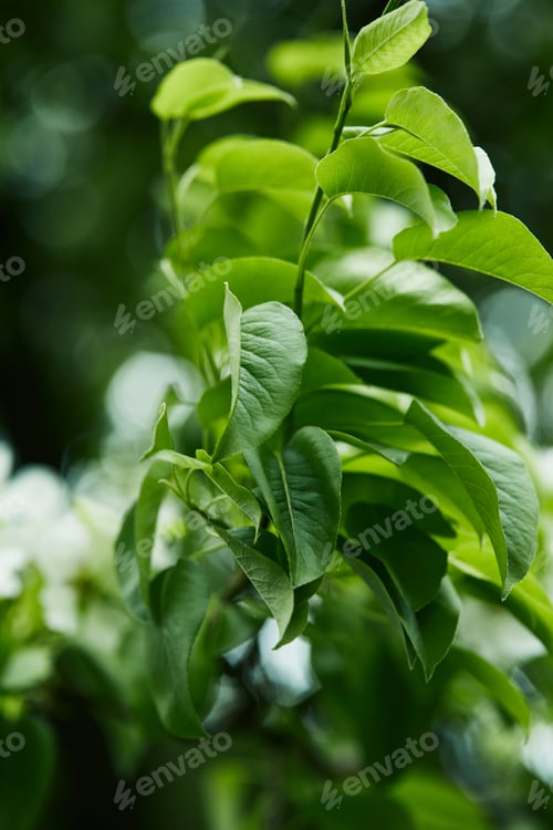 Preview: close-up shot of branch of beautiful green leaves