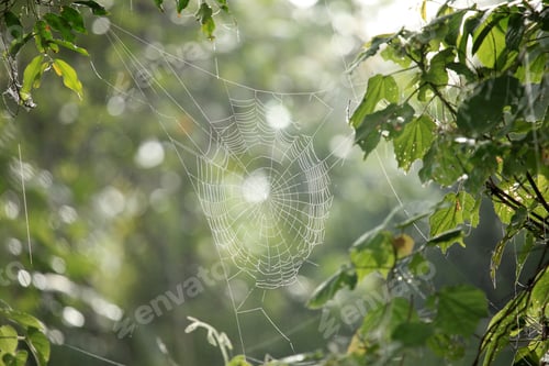 Preview: Spider Web - Remote Western Uganda
