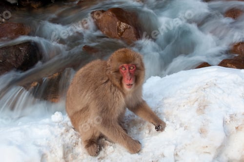 Preview: Japanese macaque, Honshu Island, Japan
