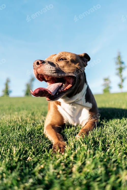 Preview: Beautiful Purebred Dog Portrait