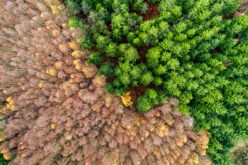 Preview: Aerial drone view of forest landscape, pine and deciduous trees in winter