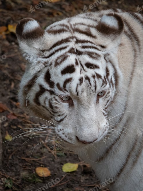 Preview: Closeup shot of a majestic white tiger in the zoo. France