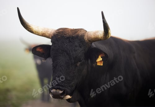 Preview: Cows in the fog in Bavaria Germany