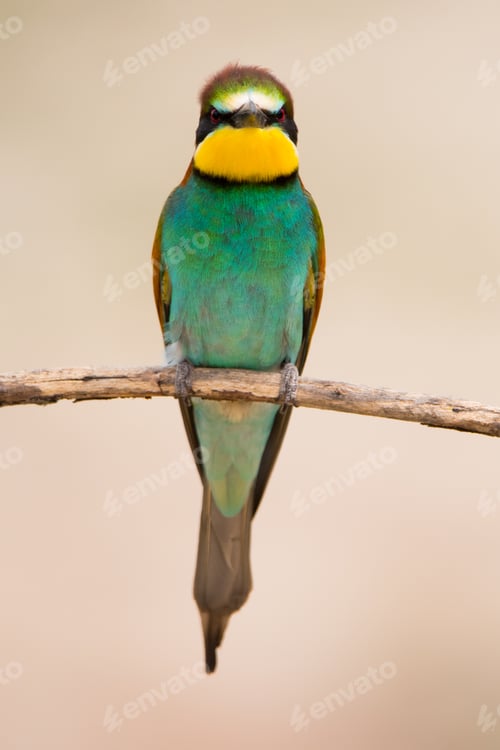 Preview: Bird standing on tree branch