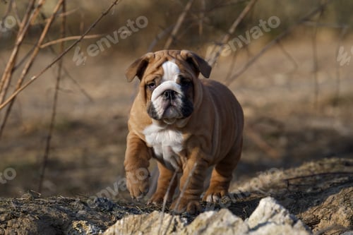 Preview: Portrait of puppy english bulldog