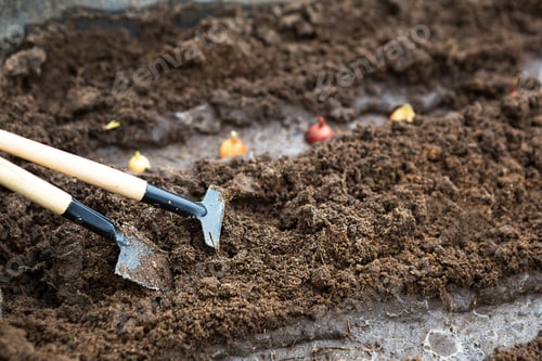 Preview: Rake and a shovel are inserted into the ground from the garden, the onion-sowing