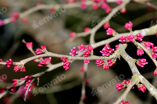 Preview: Close Up Photograph Of Springtime Buds On A Redbud Tree.