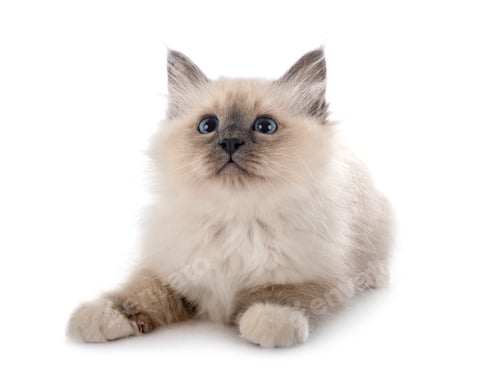 Preview: birman kitten in studio