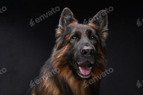 Preview: Cheerful dark brown belgian shepherd against dark background