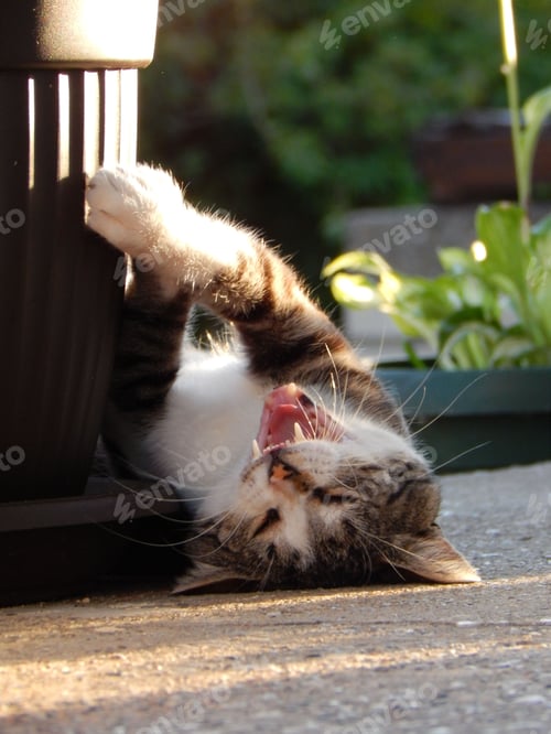 Preview: Brown and white tabby cat laying on its back while stretching and yawning