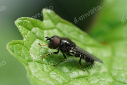 Preview: Macro of a Pale-footed Pipiza luteitarsis sitting on a green leaf