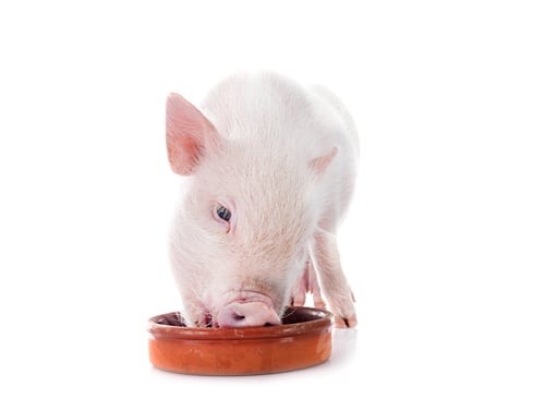 miniature pig in studio