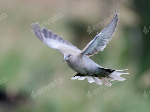 Preview: Eurasian collared dove (Streptopelia decaocto)
