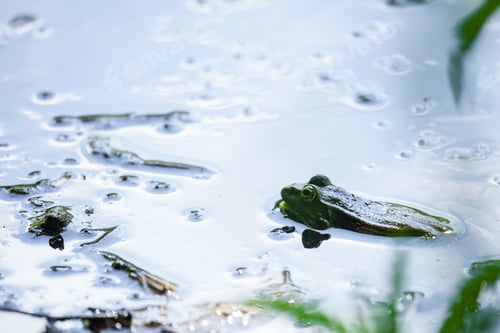 Preview: High angle shot of happy frogs enjoying the waters of Gosh Lake, Armenia