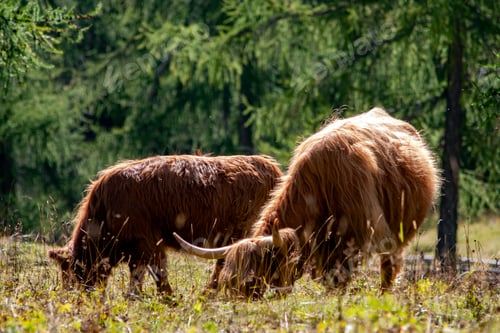 Preview: Highlander cows grazing in a mountain pasture