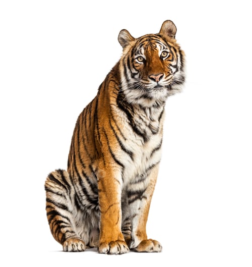 Preview: Tiger isolated