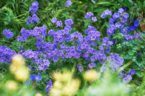 Preview: Summer garden